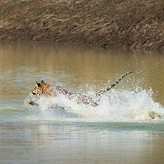 Tadoba - Tiger attack
